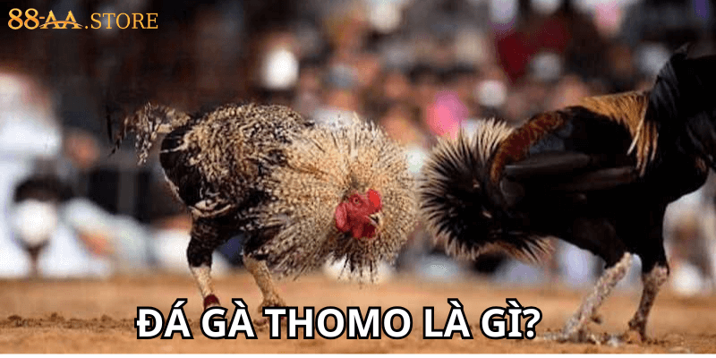 Đá gà Thomo là gì?