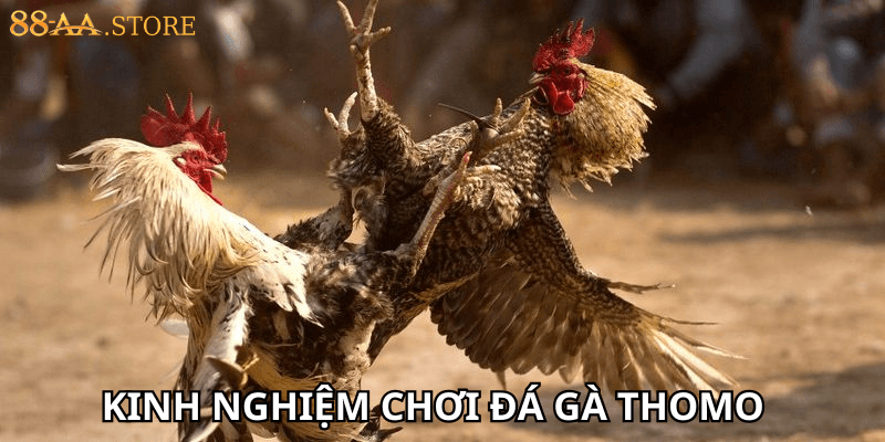 Kinh nghiệm chơi đá gà Thomo