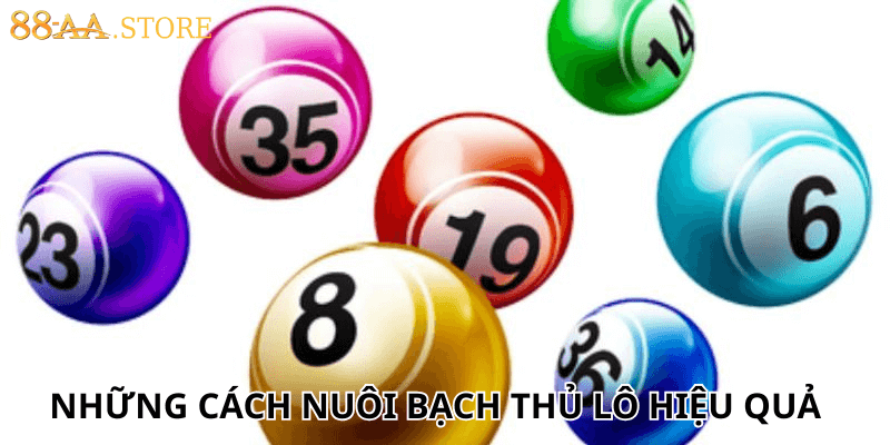 những cách nuôi bạch thủ lô hiệu quả